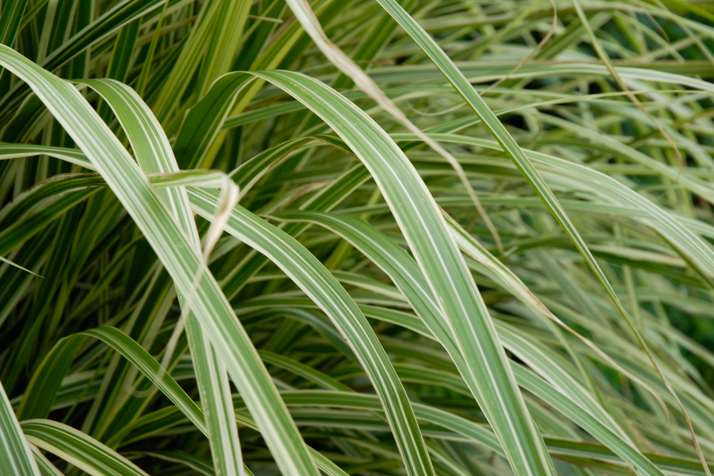 Variegated Maiden Grass